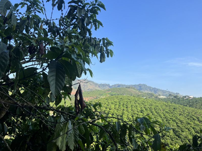 Giá cà phê trên sàn kỳ hạn chốt phiên 1/11/2024