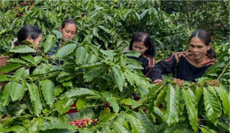 12/11/2024 Giá kỳ hạn cà phê tăng tốt ngược lại với giá vàng và dầu thô