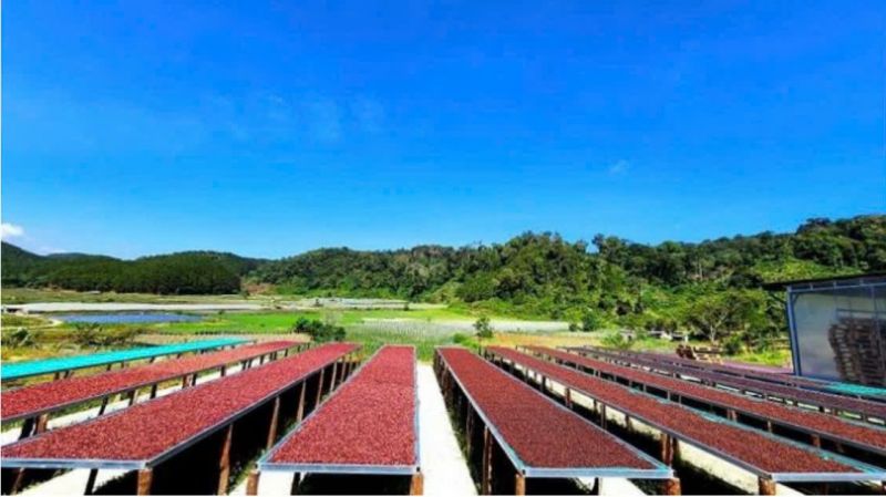 13/11/2024 Giá kỳ hạn cà phê tăng mạnh dù yếu tố tiền tệ không thuận lợi