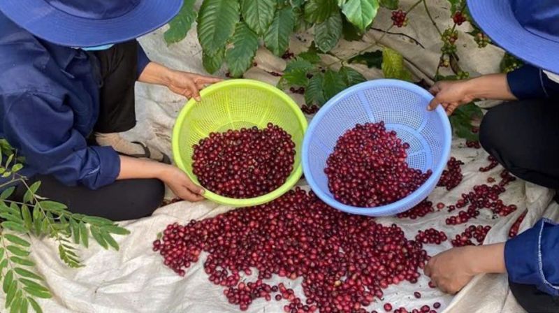 14/11/2024 Giá kỳ hạn cà phê tăng mạnh ngóng theo dự đoán hạ lãi suất USD