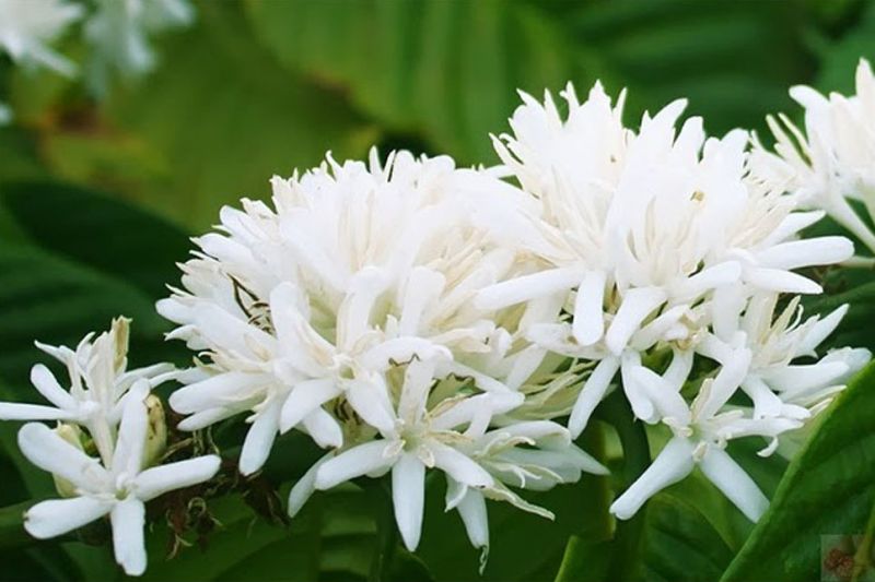 Thư chúc mừng nhân kỷ niệm 79 năm Ngày truyền thống ngành Nông nghiệp và Phát triển Nông thôn Việt Nam (14/11/1945 - 14/11/2024)