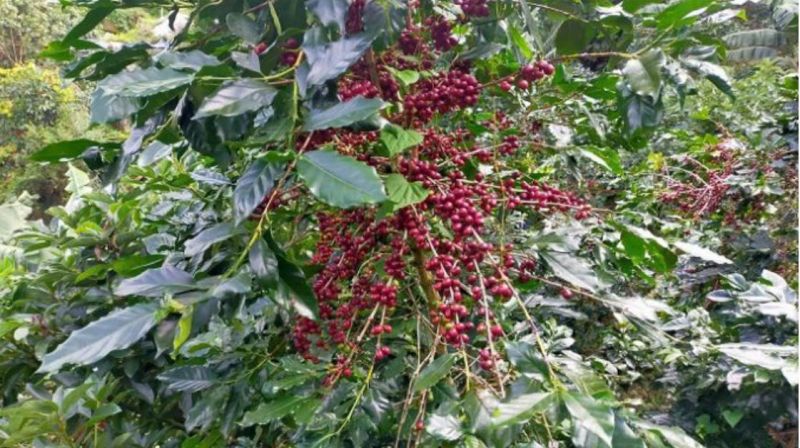16/11/2024 Giá kỳ hạn robusta chững lại nhưng arabica tăng thẳng tiến