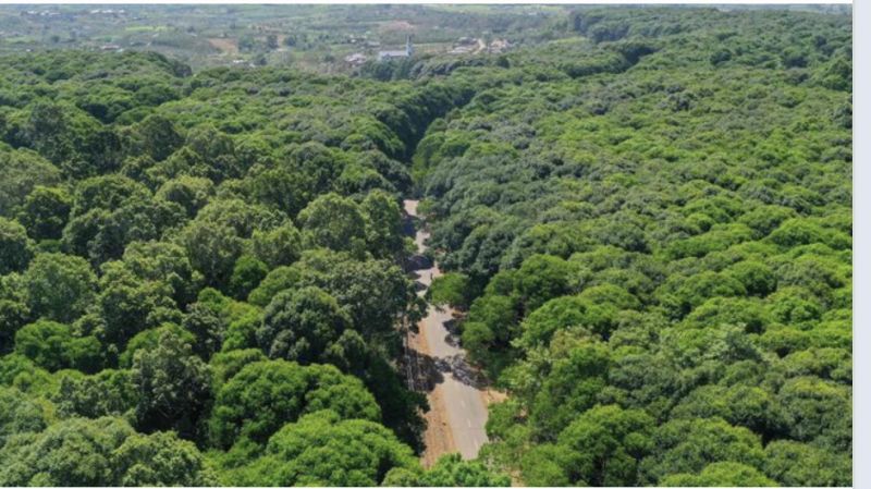 Tạm hoãn EUDR, đảm bảo quản lý sản phẩm không gây phá rừng