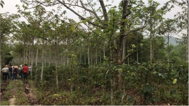 21/11/2024 Giá kỳ hạn cà phê tăng cực mạnh sau mấy phiên lủi thủi âm