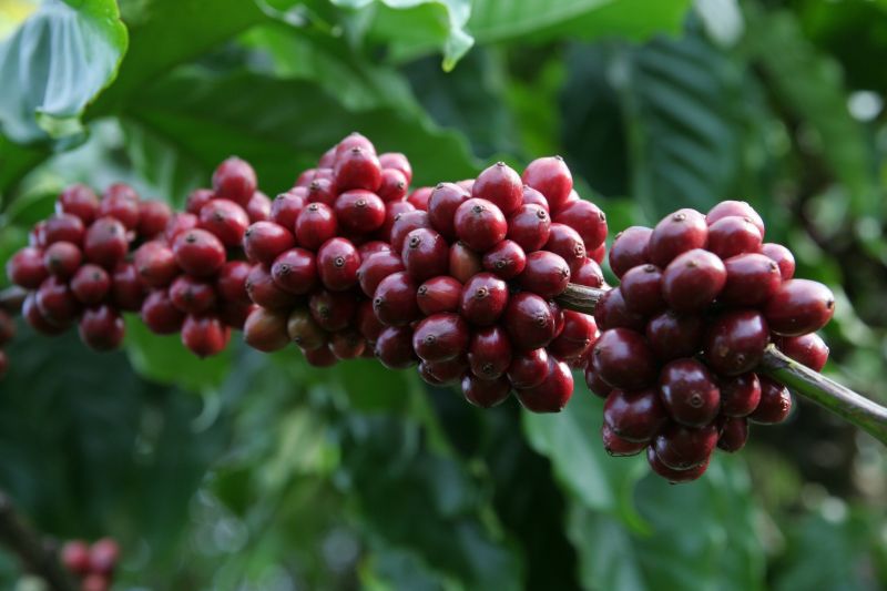 23/11/2024 Giá cà phê tăng cực mạnh, robusta tăng gấp đôi arabica