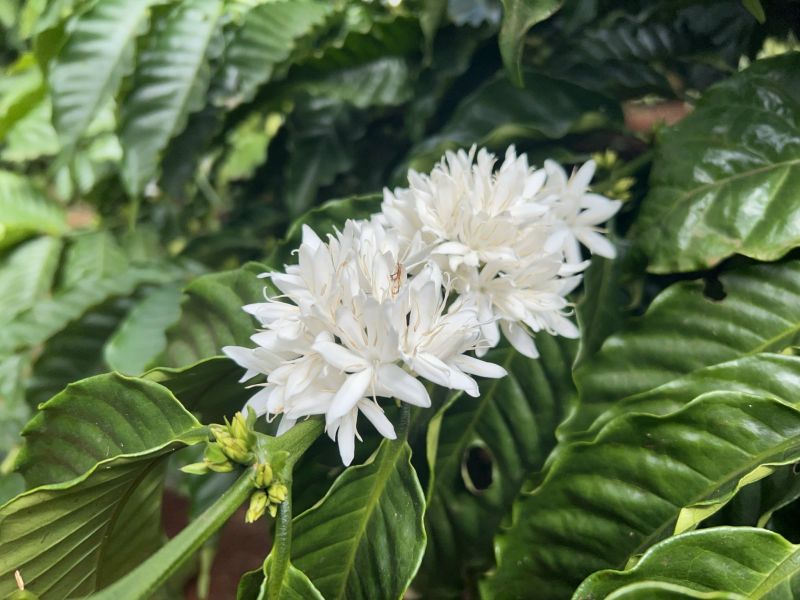 11/12/2024 Giá kỳ hạn cà phê tăng cực mạnh lúc đầu nhưng hạ nhiệt về cuối chỉ tăng nhẹ