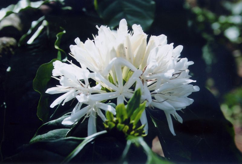 13/12/2024 Bối cảnh thị trường kỳ hạn: Bắt đầu vào mùa lễ tết lớn nhất trong năm