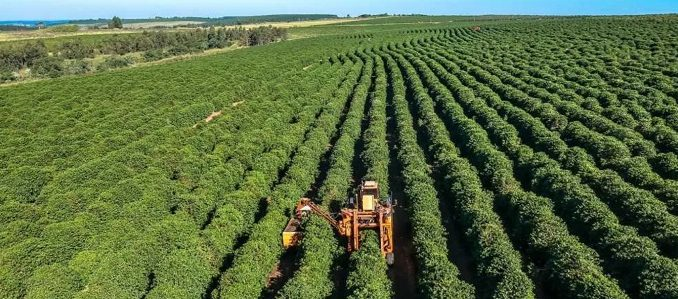 26/12/2024 Tình hình cung ứng cà phê robusta từ nay đến cuối 2025