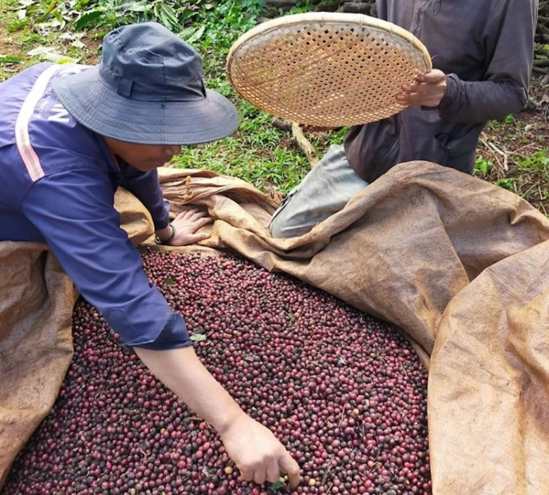 03/1/2025 Chào năm 2025, giá cà phê tung cao như pháo hoa