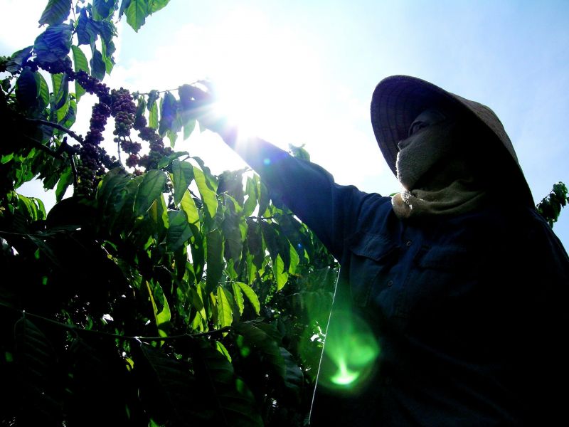 04/1/2025 Giá kỳ hạn giảm, mưa tại Brazil làm nguội nhanh sàn arabica