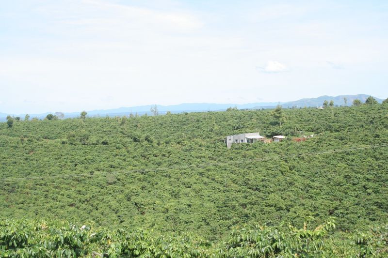 15/1/2025 Giá kỳ hạn cà phê 2 sàn cùng giảm nhưng với mức vừa phải