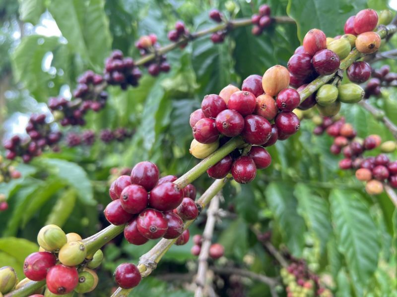 06/2/2025 Giá arabica vượt 400 cts/lb còn robusta ngập ngừng trước đỉnh cũ