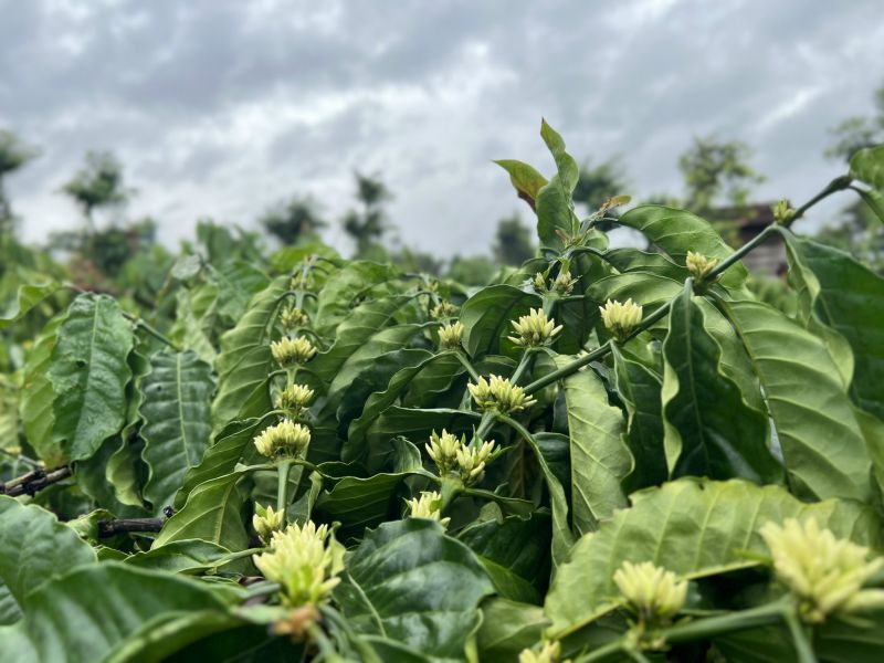 22/2/2025 Giá robusta tăng nhưng arabica chưa gượng dậy phiên cuối tuần