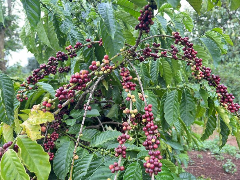 01/3/2025 Giá kỳ hạn cà phê lại giảm ngày cuối tuần và cuối tháng 2/2025