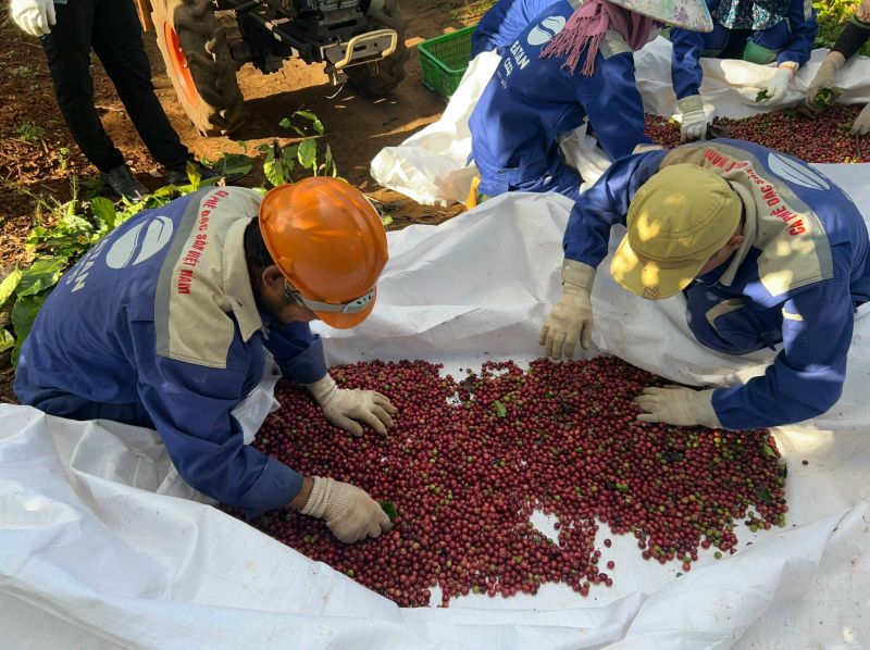 Giá cà phê trên sàn kỳ hạn chốt phiên 7/3/2025