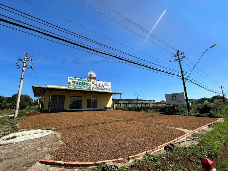 08/3/2025 Giá kỳ hạn cà phê tiếp tục giảm như một dư chấn sau ngày các nhà đầu cơ bán tháo mạnh