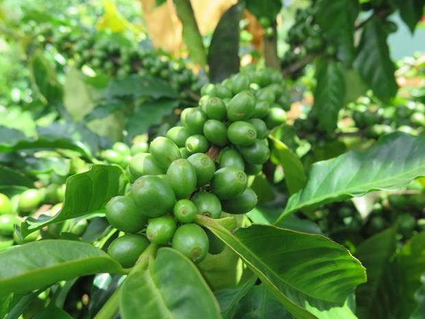 28/3/2025 Giá cà phê giảm mạnh vì tâm lý giới đầu tư đầy hoang mang