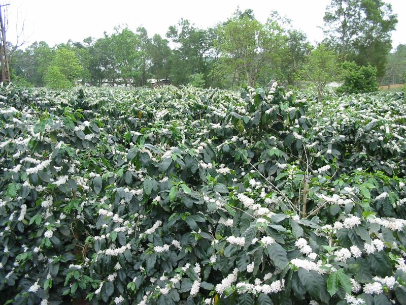 Giá cà phê trên sàn kỳ hạn chốt phiên 04/4/2025