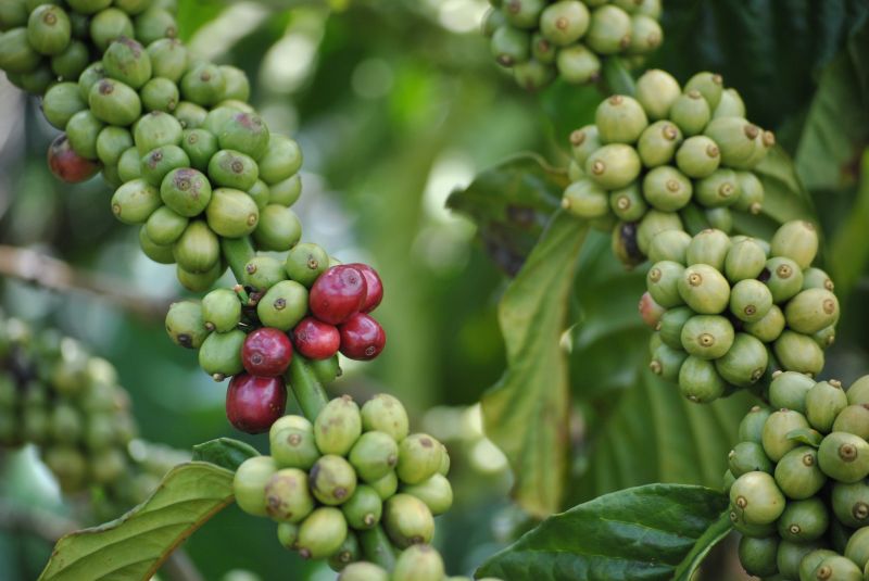 15/4/2025 Giá kỳ hạn robusta tăng mạnh, arabica lấp khoảng trống trên cao nhờ USD mất giá