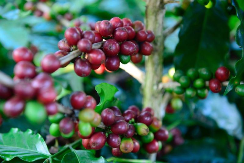 17/4/2025 Giá cà phê tăng tiếp, arabica đẩy qua nút kỹ thuật theo hướng tốt