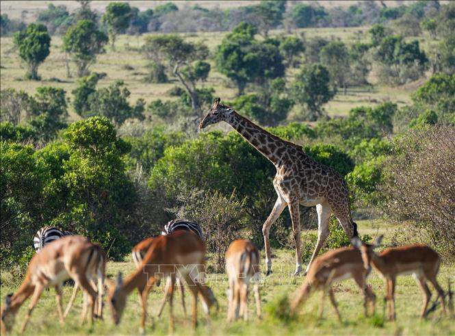 Con đường sống còn