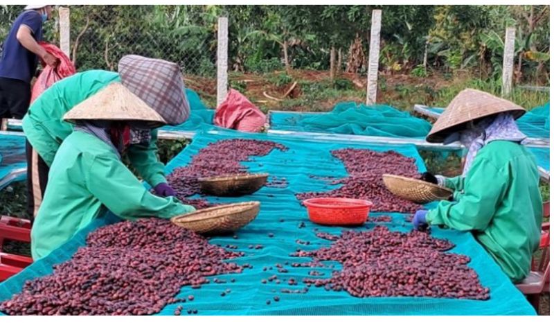 28/5/2025 Giá kỳ hạn robusta giảm khá mạnh trong khi arabica tăng nhẹ ngày khoá sổ vị thế kinh doanh