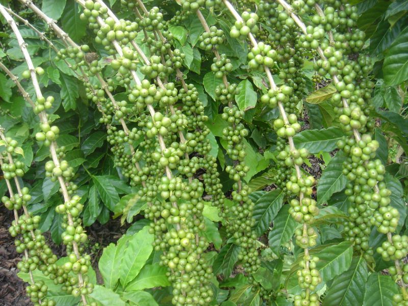 19/6/2025 Giá cà phê rớt tệ hại, robusta London về mức thấp nhất tính từ một năm