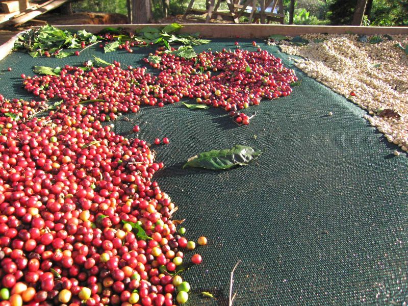 26/6/2025 Giá kỳ hạn cà phê giảm: arabica chạm mức 300 cts/lb và robusta quay quanh 3.500$/tấn