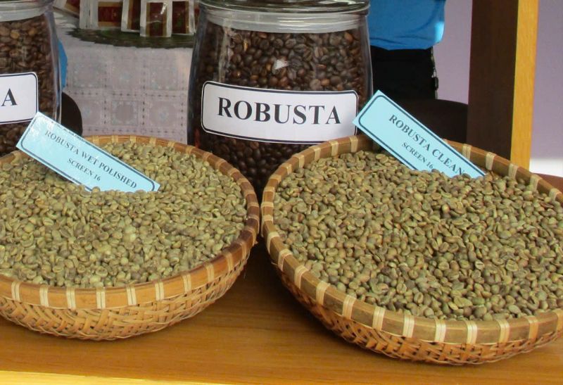 02/7/2025 Giá robusta dương dương tự đắc khi arabica rớt thảm