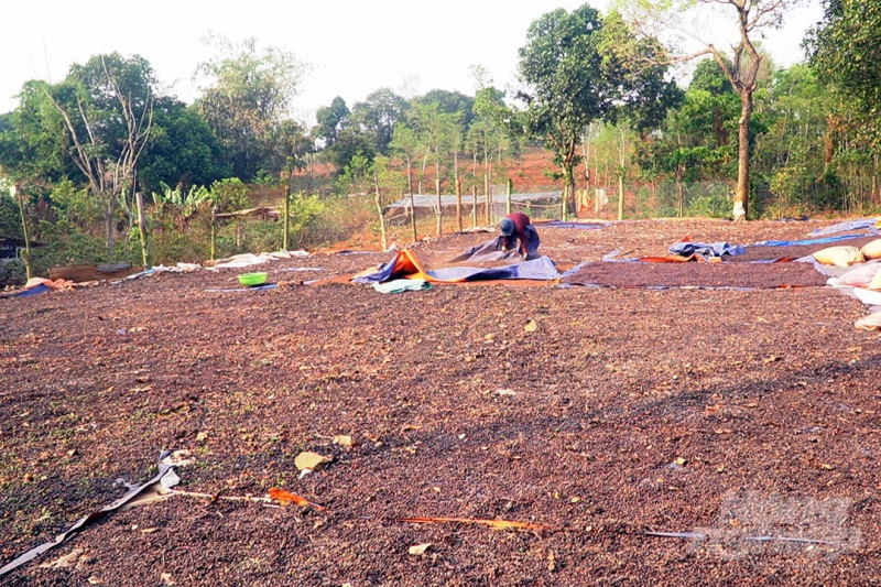 05/7/2025 Giá kỳ hạn robusta tăng nằm ở chóp giá khi đóng cửa