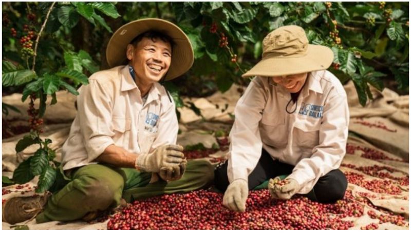 30/7/2025 Giá kỳ hạn cà phê chúi đầu xuống sâu nhưng cuối phiên phục hồi mạnh. Tại sao?