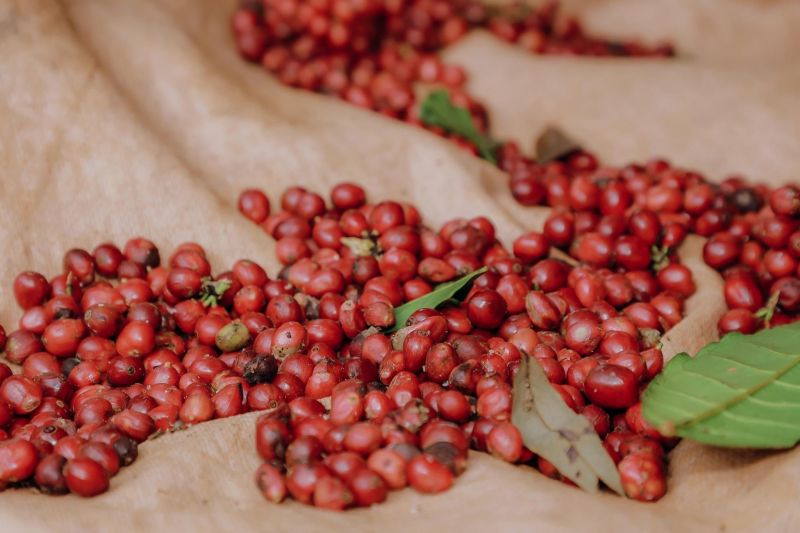 16/8/2025 Giá kỳ hạn cà phê tháng giao dịch chính vượt rào, robusta qua 4.000$ và New York chạm 336.80 cts/lb