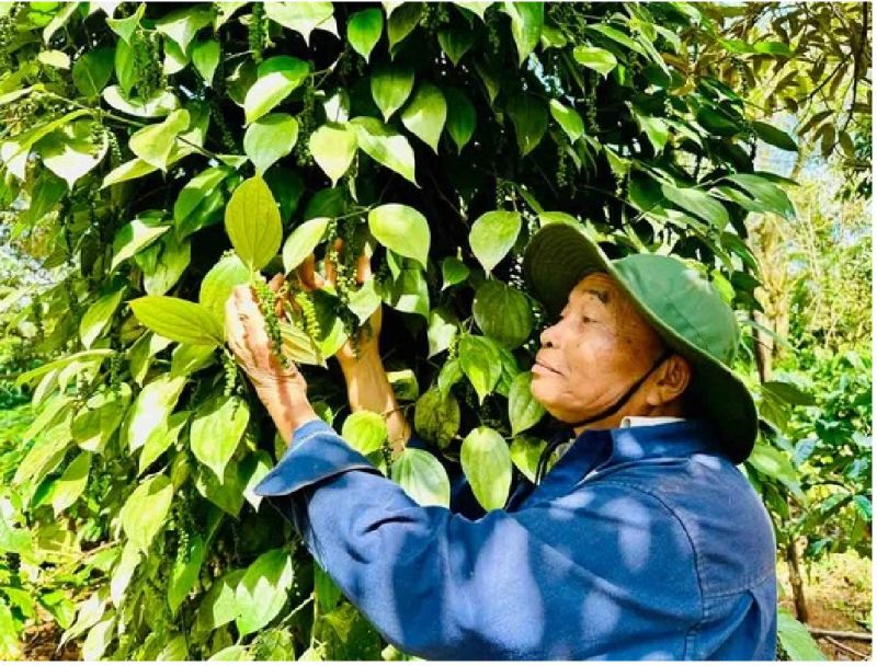 Nông sản xuất khẩu lại vướng thủ tục