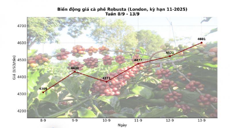Giá cà phê hôm nay 14-9: Chốt tuần tăng, nhà vườn xả kho chuẩn bị vụ mới