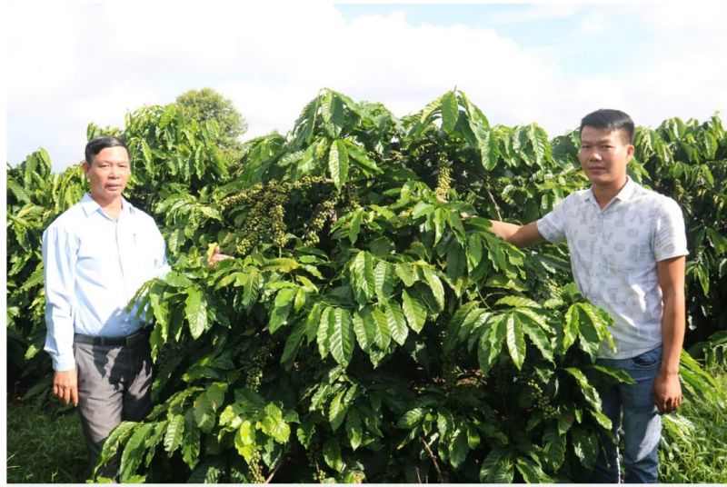 Tổng Công ty Cà phê Việt Nam hoàn thành vượt kế hoạch