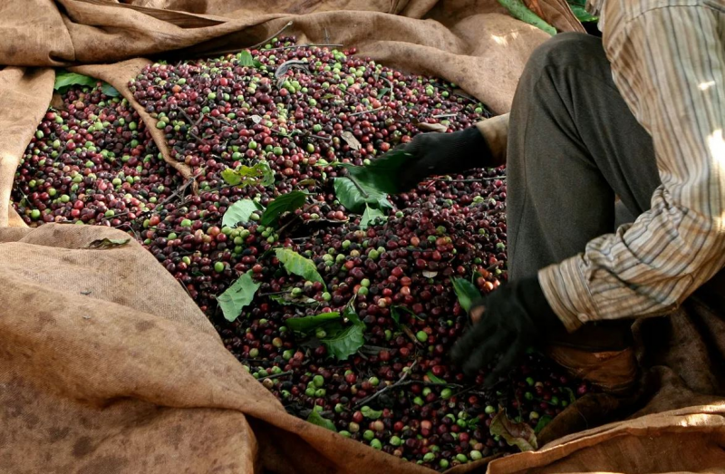 25/10/2025 Giá kỳ hạn robusta tăng nhẹ nhưng arabica rớt sâu kéo giá chênh lệch 2 sàn xuống 196 cts/lb