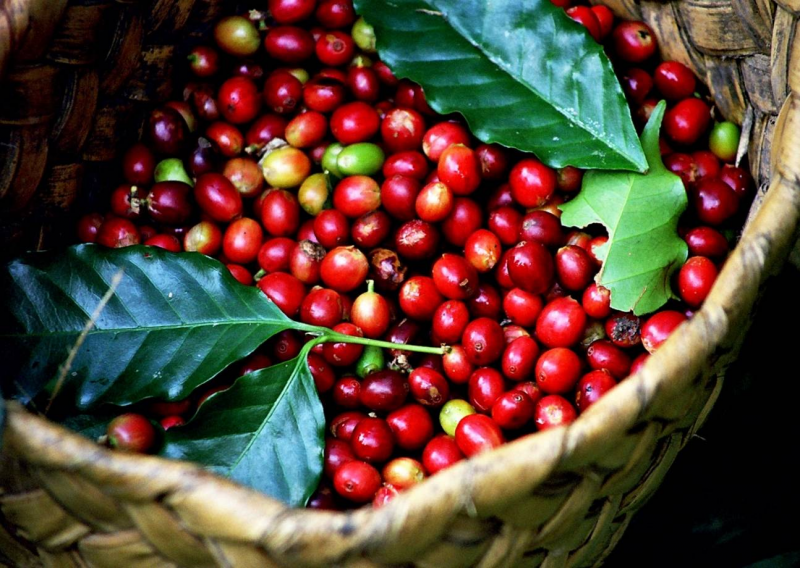22/11/2025 Mỹ dỡ bỏ thuế cà phê nhập khẩu về 0%, giá kỳ hạn suy sụp