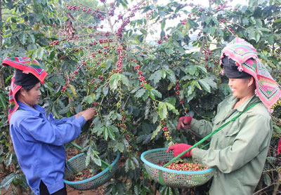 Bước ngoặt cho cà phê Sơn La