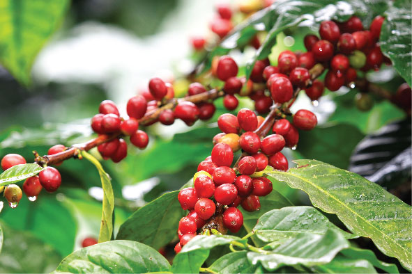 COUNTRY COFFEE PROFILE: VIETNAM