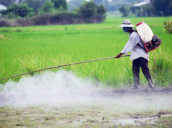 Loại bỏ thuốc trừ cỏ chứa hoạt chất gây ung thư Glyphosate