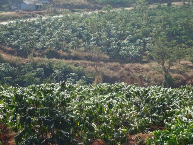 Bản tin thị trường cà phê ngày 27/6/2019