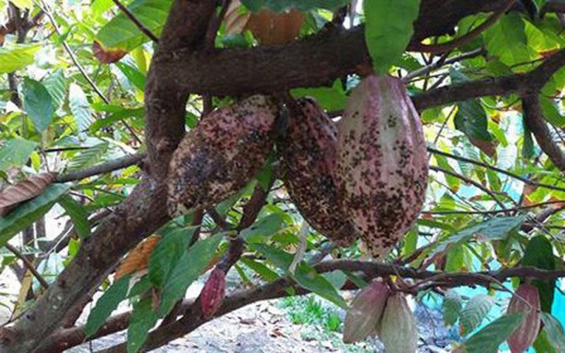 Sâu bệnh hại ca cao