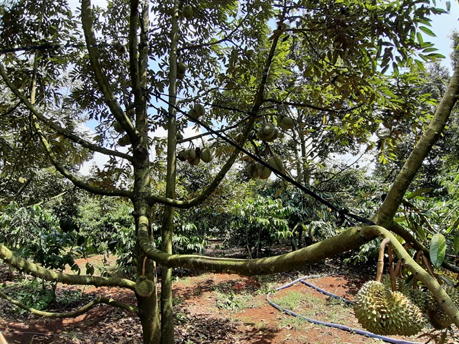 Nghiên cứu trồng xen của Viện WASI