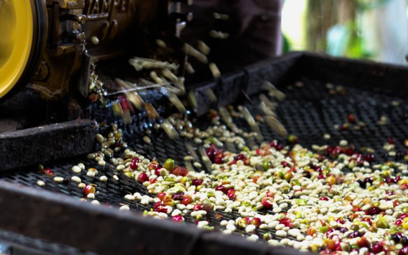 Chế biến cà phê chè (Arabica)