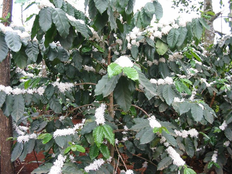 Bản tin thị trường cà phê ngày 19/10/2019