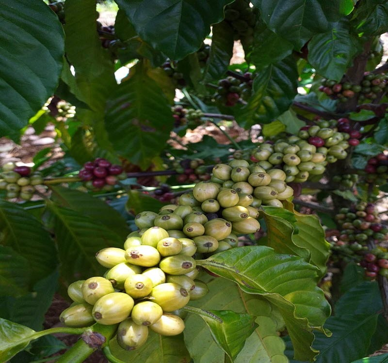 Bản tin thị trường cà phê ngày 05/11/2019