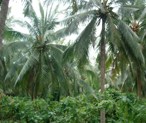 Ấn Độ: phát triển xen canh cây cacao dưới tán dừa