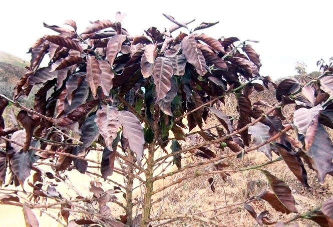 Sương muối “đốt” 50 tỷ đồng ở vùng cà phê ngon bậc nhất thế giới