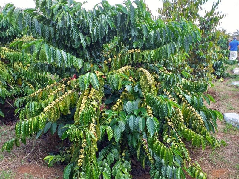 Bản tin thị trường ngày 19/3/2020