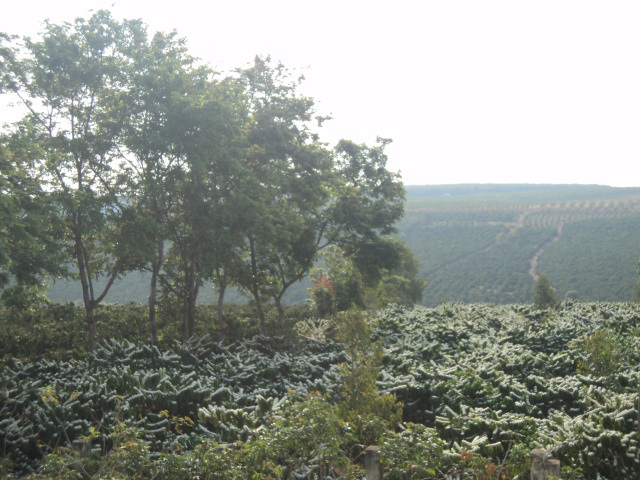 Bản tin thị trường ngày 02/6/2020